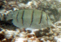 Gitter-Doktorfisch