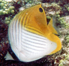 F&auml;hnchen-Falterfisch