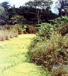 Feuchtgebiet auf La Digue