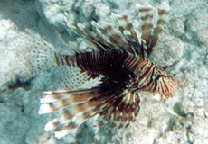 Rotfeuerfisch