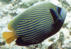 Imperator-Kaiserfisch