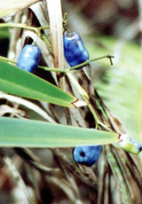 Chinesische Flachslilie, Fr&uuml;chte