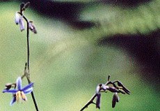 Chinesische Flachslilie, Bl&uuml;ten
