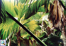 Im Vall&eacute;e de Mai