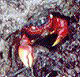 Rote Landkrabbe
