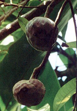 Cherimoya