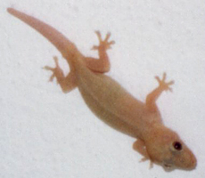 Hausgecko