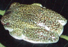 Frosch