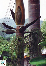 Palmiste
