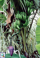 Banane