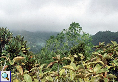 Bergnebelwald auf Mah&eacute;