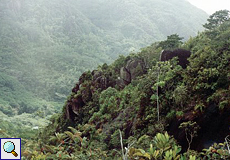 Nebelwald am Copolia
