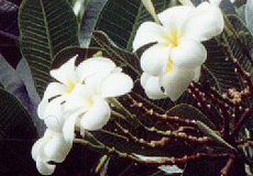 Plumeria obtusa