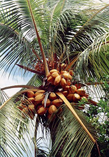 Kokospalme