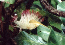 Fischgiftbaum
