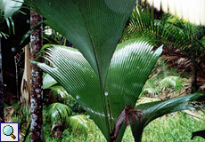 Seychellenpalme