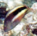 Forsters B&uuml;schelbarsch