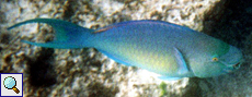 Nasenh&ouml;cker-Papageifisch