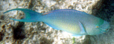 Männlicher Nasenhöcker-Papageifisch (Scarus rubroviolaceus)