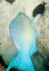 Nasenh&ouml;cker-Papageifisch