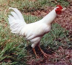 Haushuhn