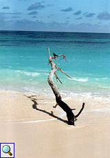 Noddi rastet auf einem Baum am Strand