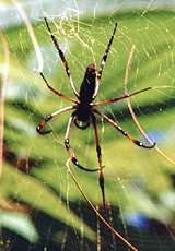 Seidenspinne (Palm Spider, Nephilia inaurata madagascariensis)