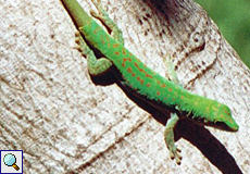 Seychellen-Taggeck