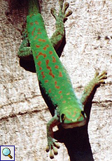 Seychellen-Taggecko