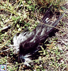 Teil einer Vogelleiche