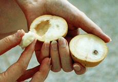 Eine einheimische Frucht namens zat