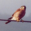Weiblicher Seychellenfalke (Seychelles Kestrel, Falco araea)