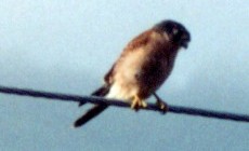 Seychellenfalke
