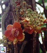 Bl&uuml;te des Kanonenkugelbaums