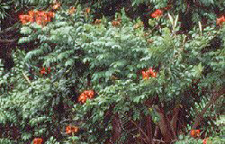 Afrikanischer Tulpenbaum