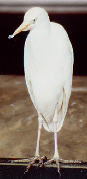Kuhreiher (Cattle Egret, Bubulcus ibis)