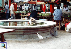 Reiher am Brunnen