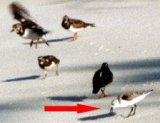 Hirtenmainas im Flug