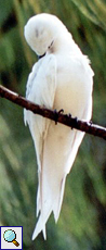 Feenseeschwalbe