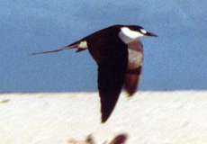 Ru&szlig;seeschwalbe im Flug