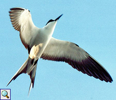 Rußseeschwalbe (Onychoprion fuscata)