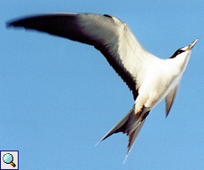 Ru&szlig;seeschwalbe im Flug