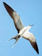Rußseeschwalbe (Sooty Tern, Onychoprion fuscata)