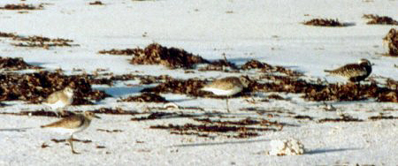 Watv&ouml;gel