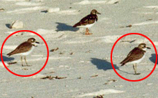 Wüstenregenpfeifer (Great Sand Plover, Charadrius leschenaultii)