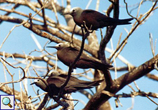 Noddis rasten auf einem Baum