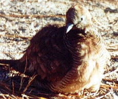 Sperbertaube (Geopelia striata)