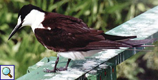 Ru&szlig;seeschwalbe