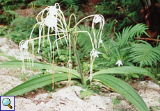Sch&ouml;nh&auml;utchen
