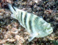 Graustreifen-Sergeant